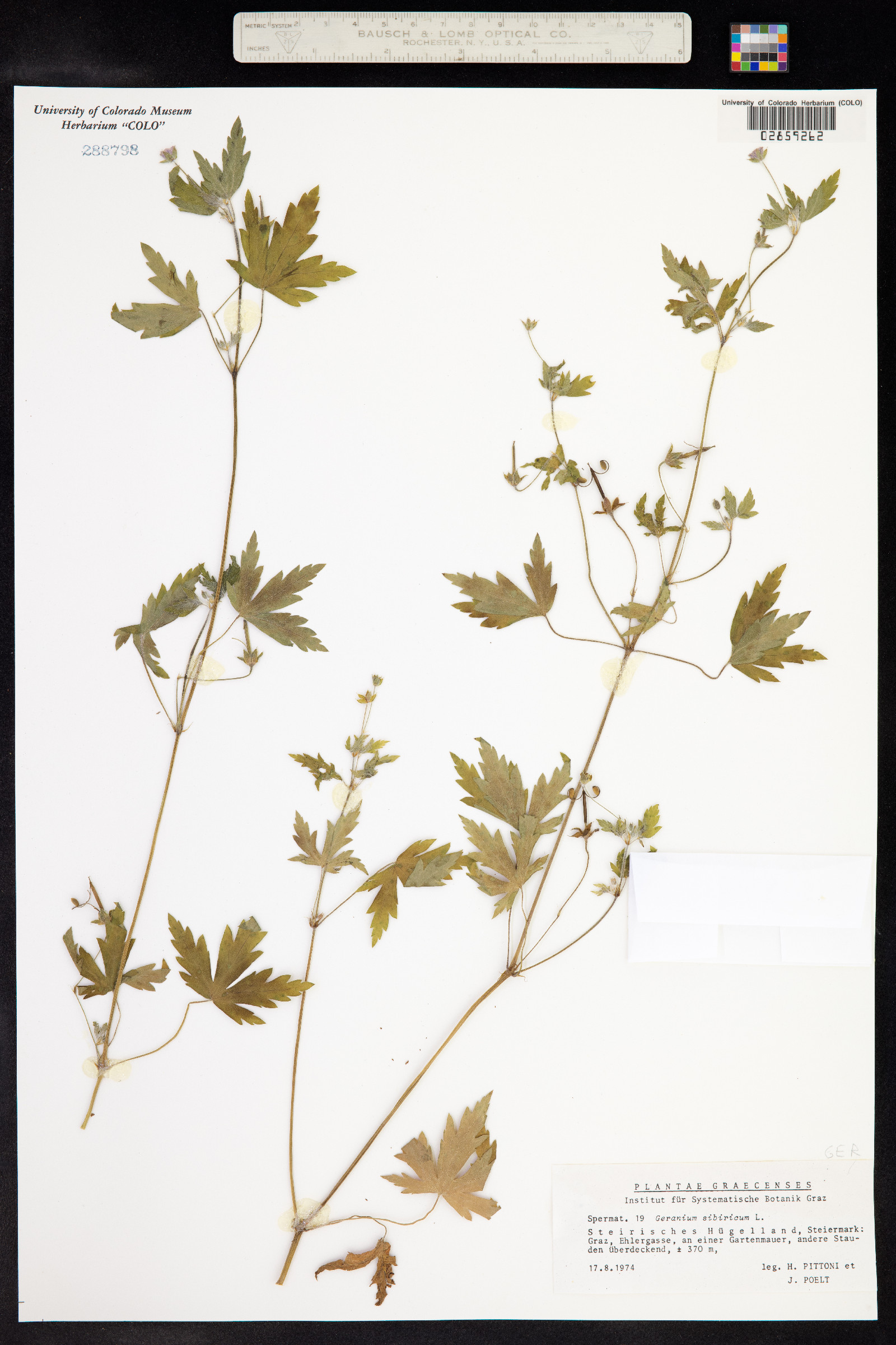 Geranium sibiricum image