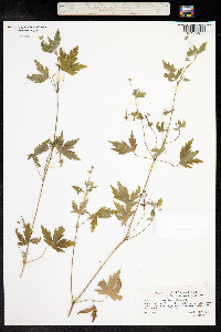 Geranium sibiricum image