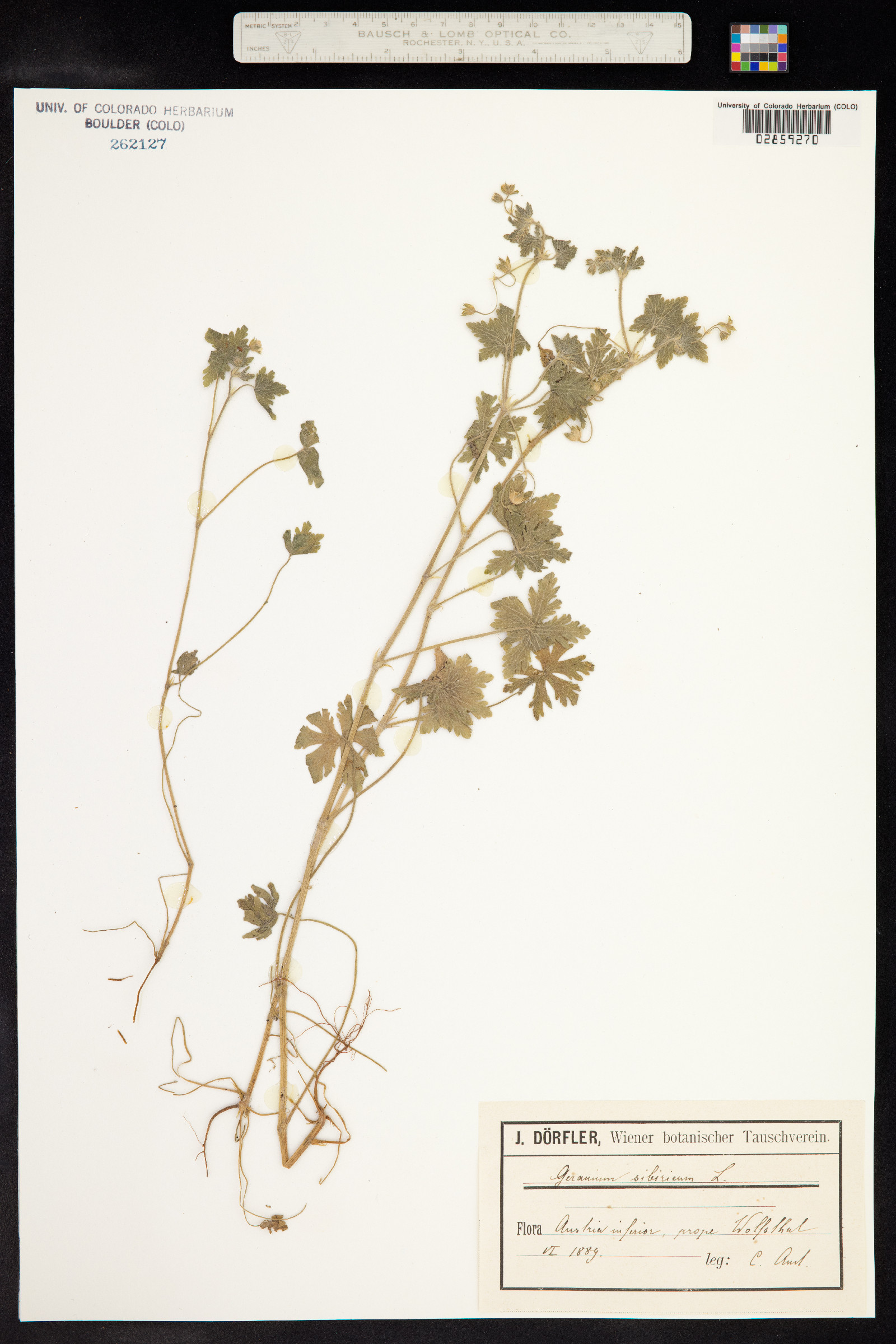 Geranium sibiricum image