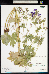 Geranium sylvaticum image