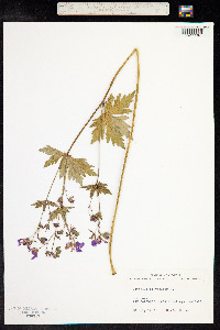 Geranium sylvaticum image