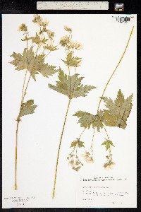 Geranium sylvaticum image