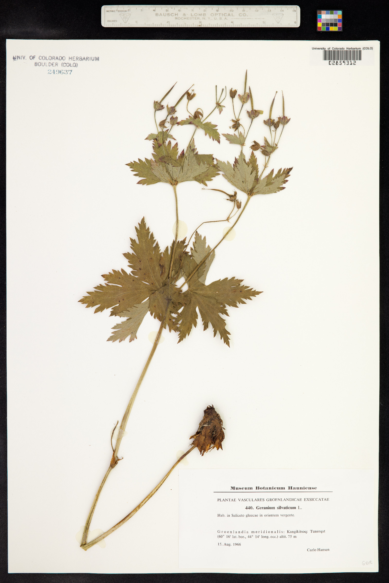 Geranium sylvaticum image