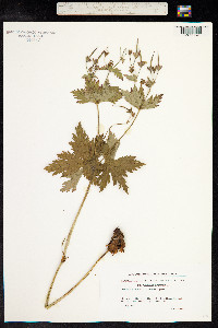 Geranium sylvaticum image