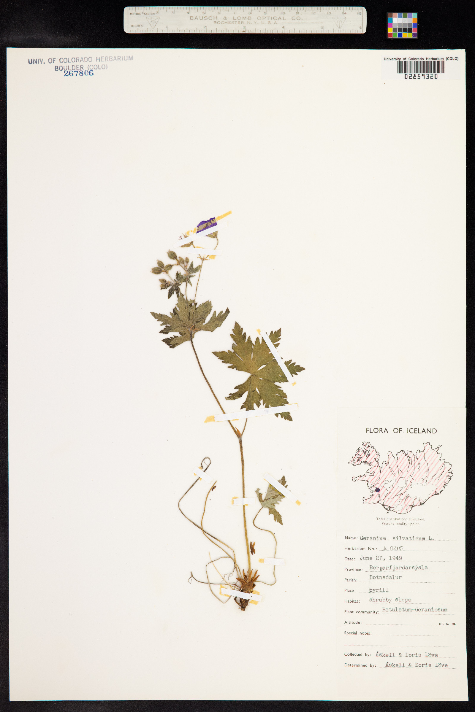 Geranium sylvaticum image