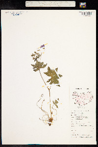 Geranium sylvaticum image