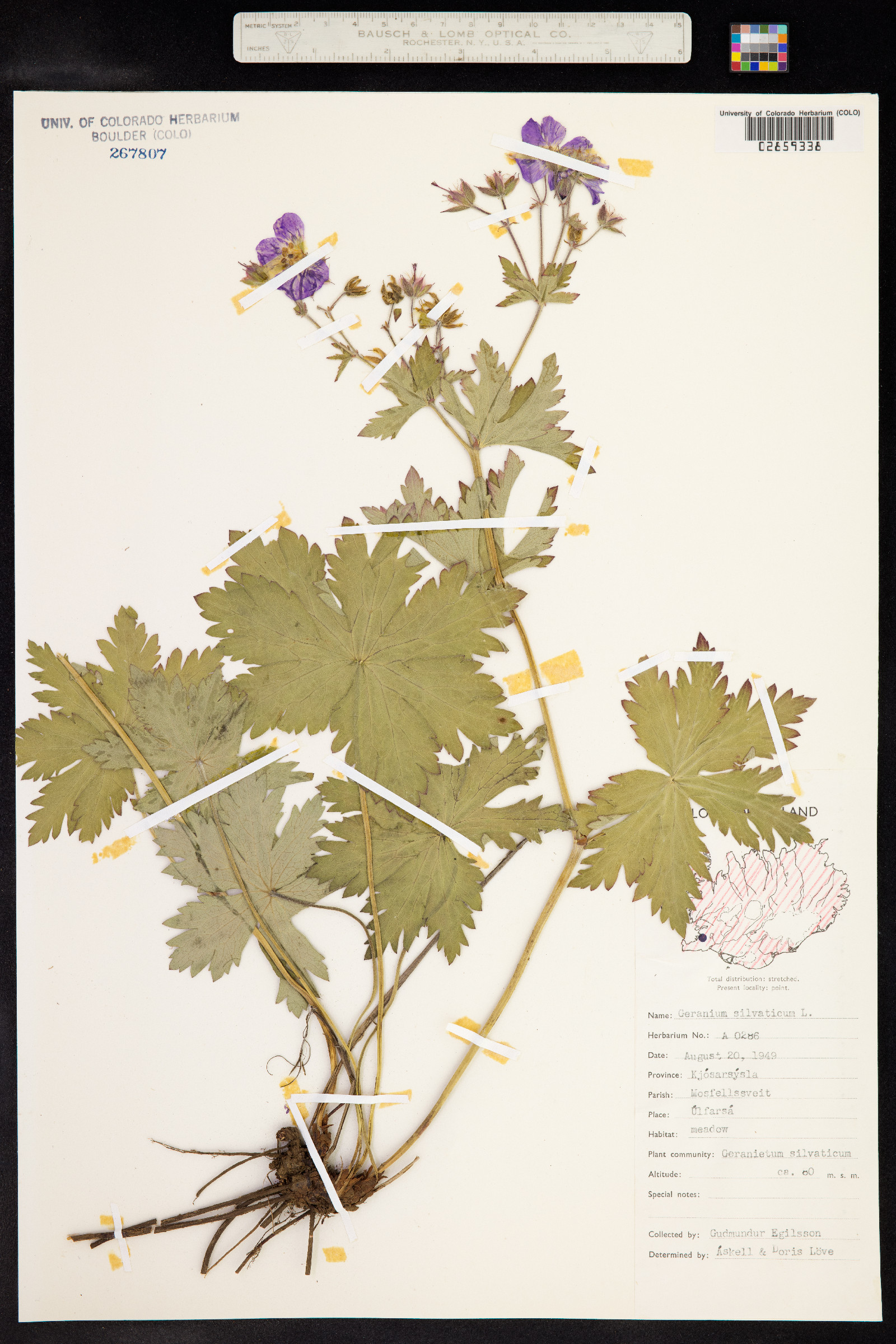 Geranium sylvaticum image