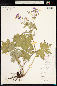 Geranium sylvaticum image