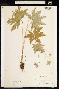 Geranium sylvaticum image