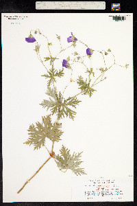 Geranium sylvaticum image