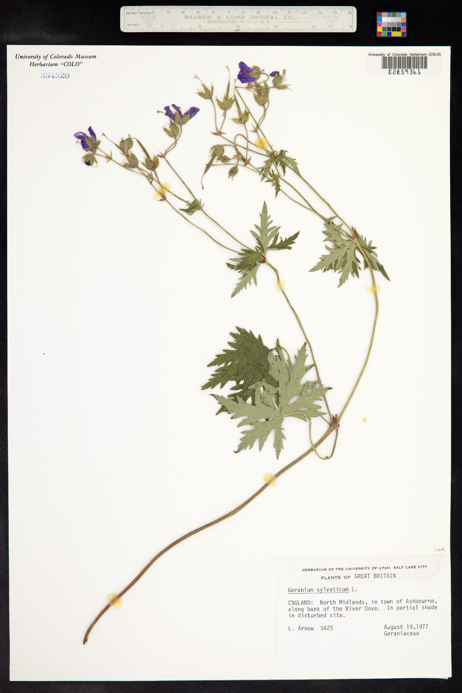 Geranium sylvaticum image