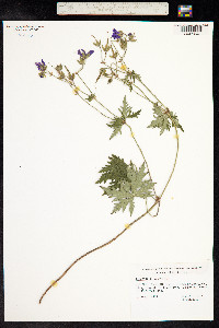 Geranium sylvaticum image