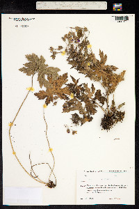 Geranium sylvaticum image