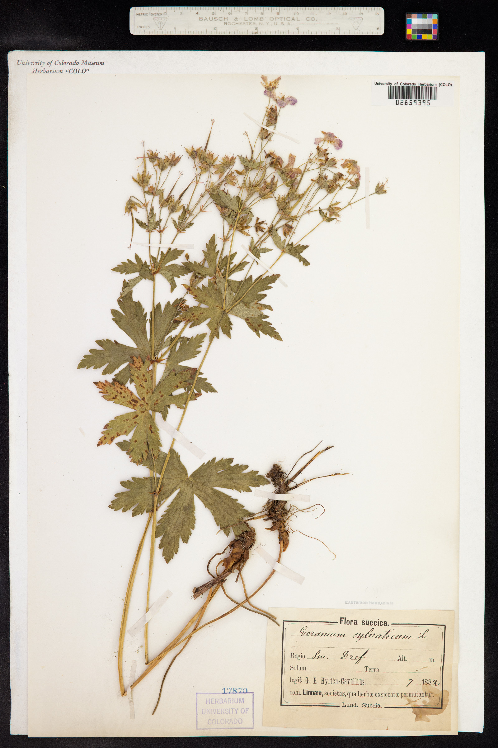 Geranium sylvaticum image