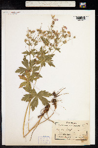 Geranium sylvaticum image