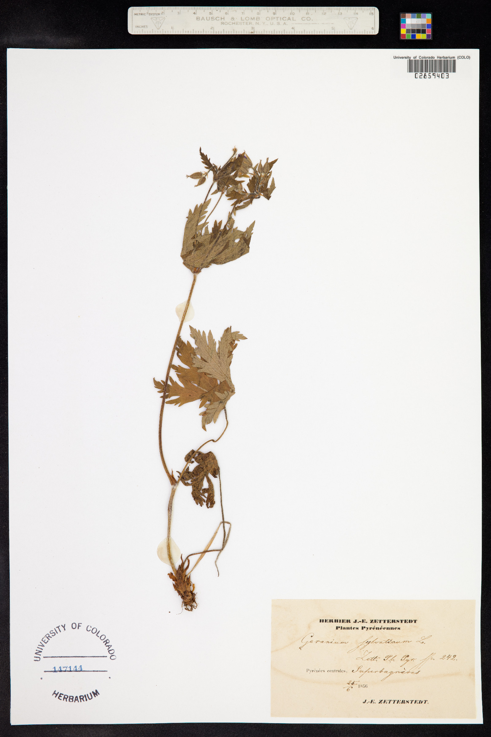 Geranium sylvaticum image