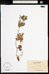 Geranium sylvaticum image