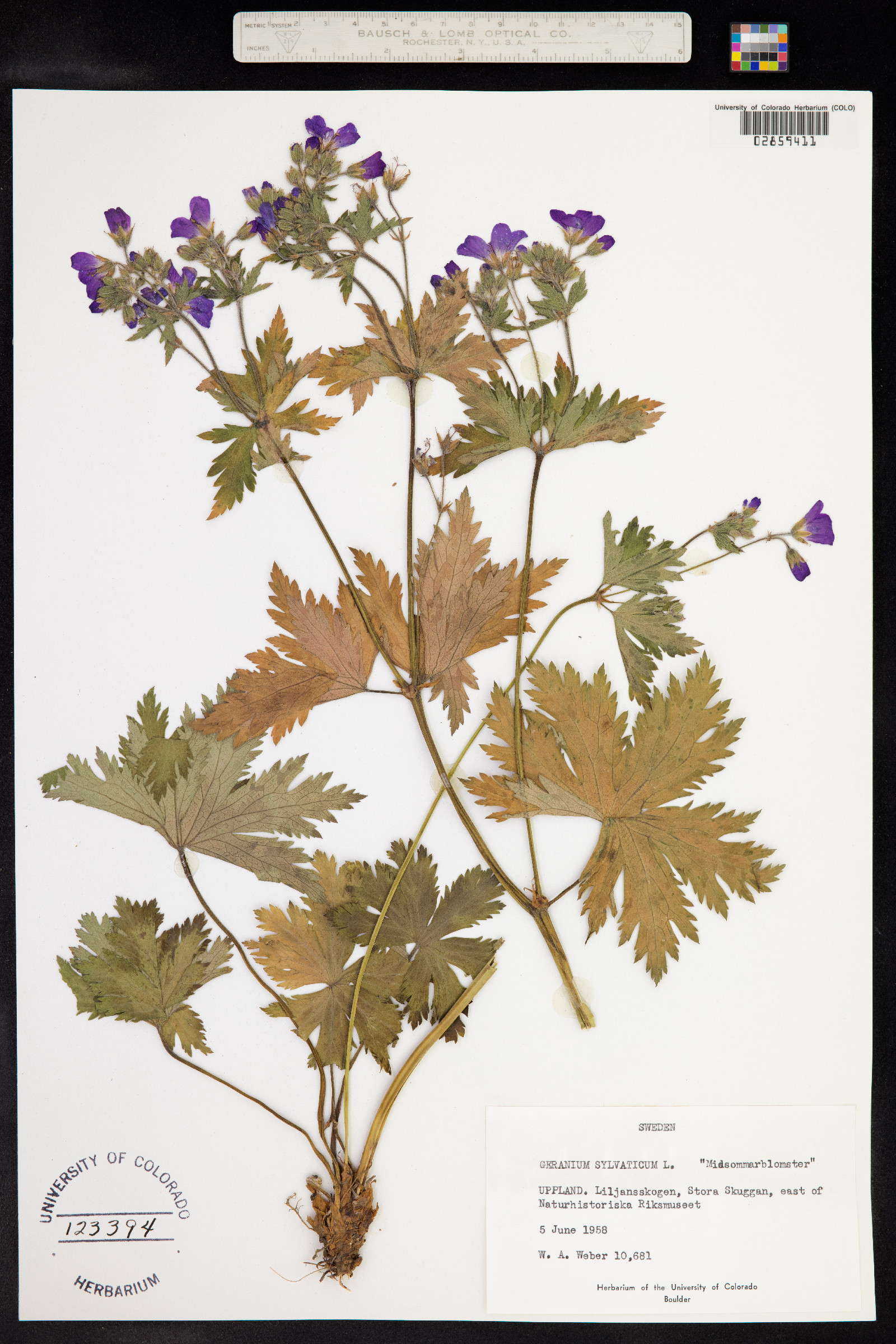 Geranium sylvaticum image