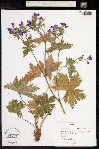 Geranium sylvaticum image