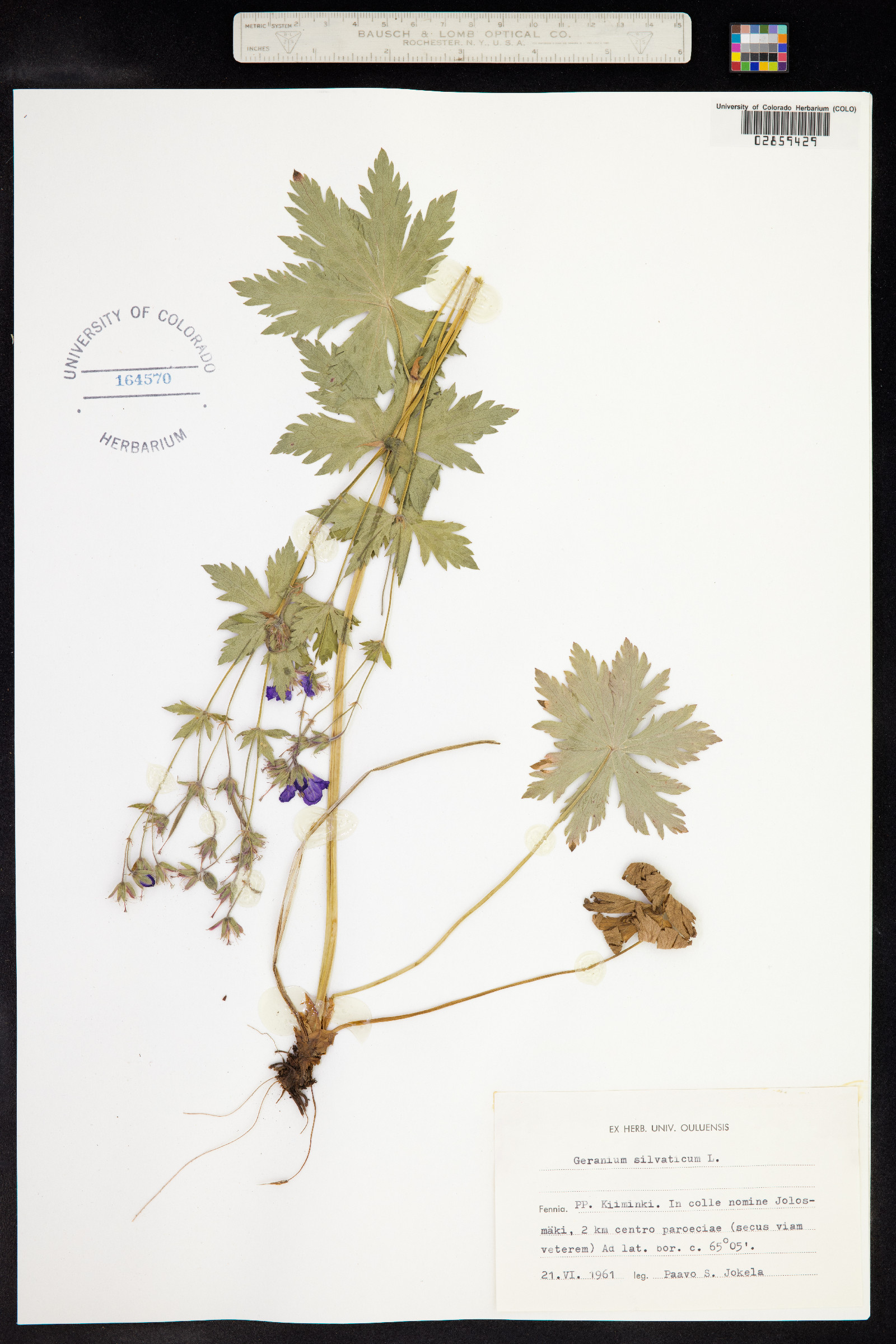 Geranium sylvaticum image