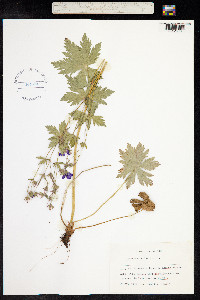 Geranium sylvaticum image