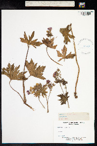 Geranium sylvaticum image