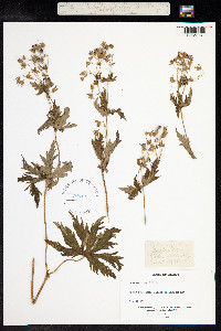 Geranium sylvaticum image