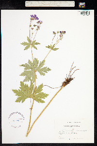 Geranium sylvaticum image