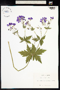 Geranium sylvaticum image