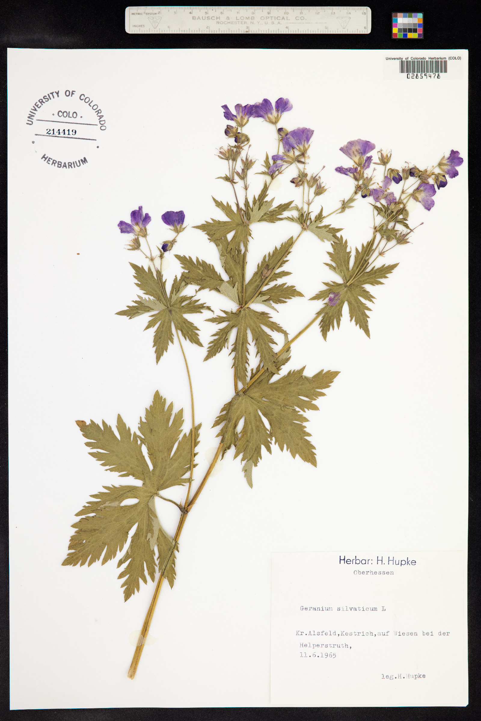 Geranium sylvaticum image