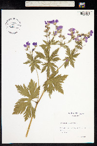 Geranium sylvaticum image