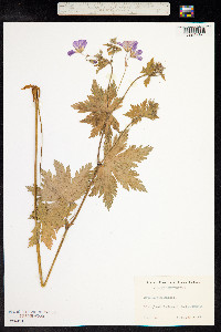 Geranium sylvaticum image