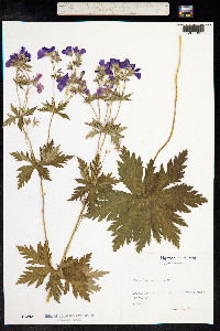 Geranium sylvaticum image