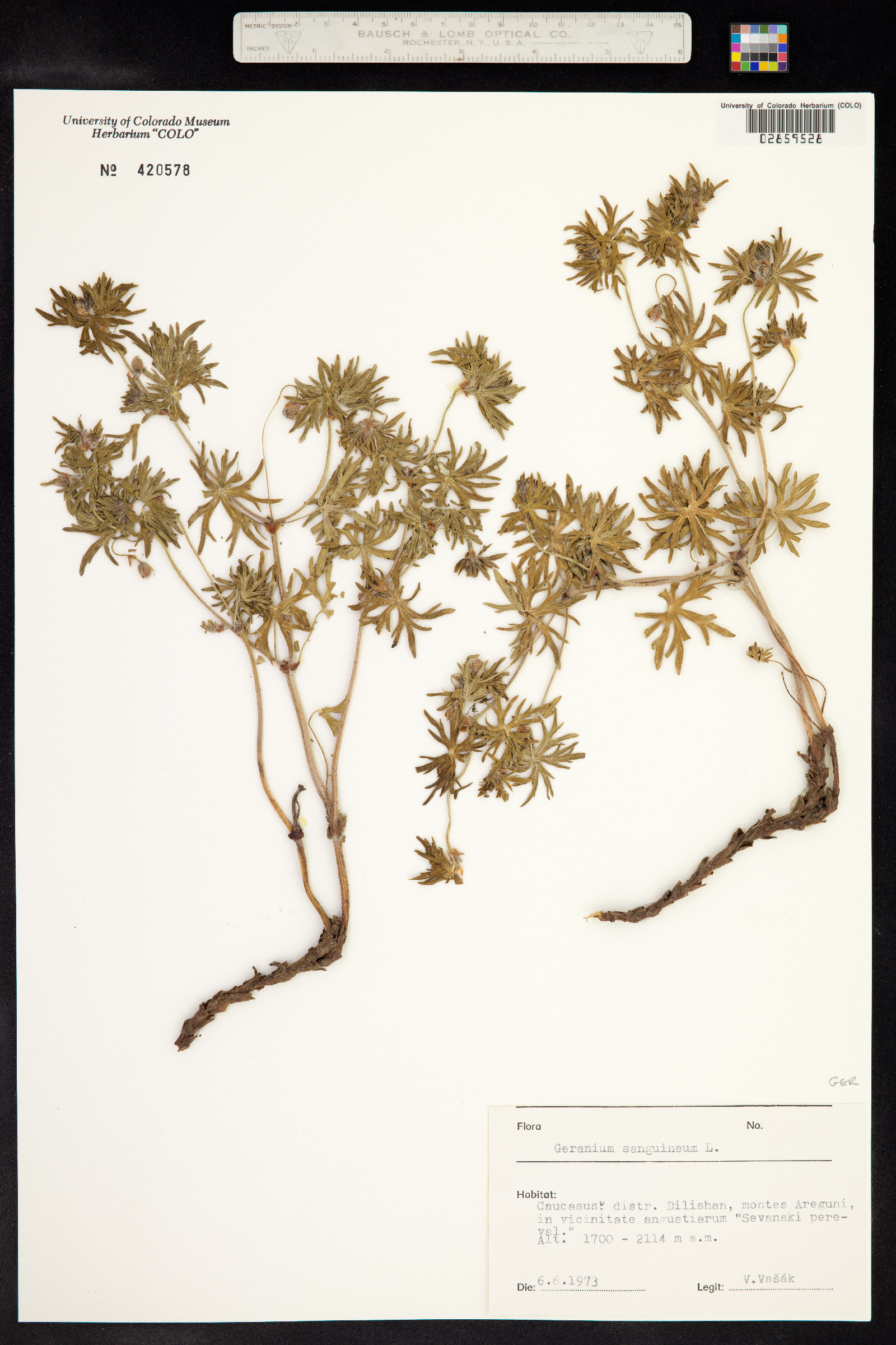 Geranium sanguineum image