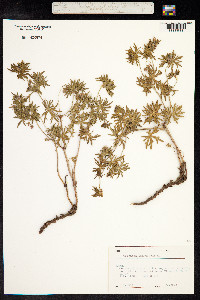 Geranium sanguineum image