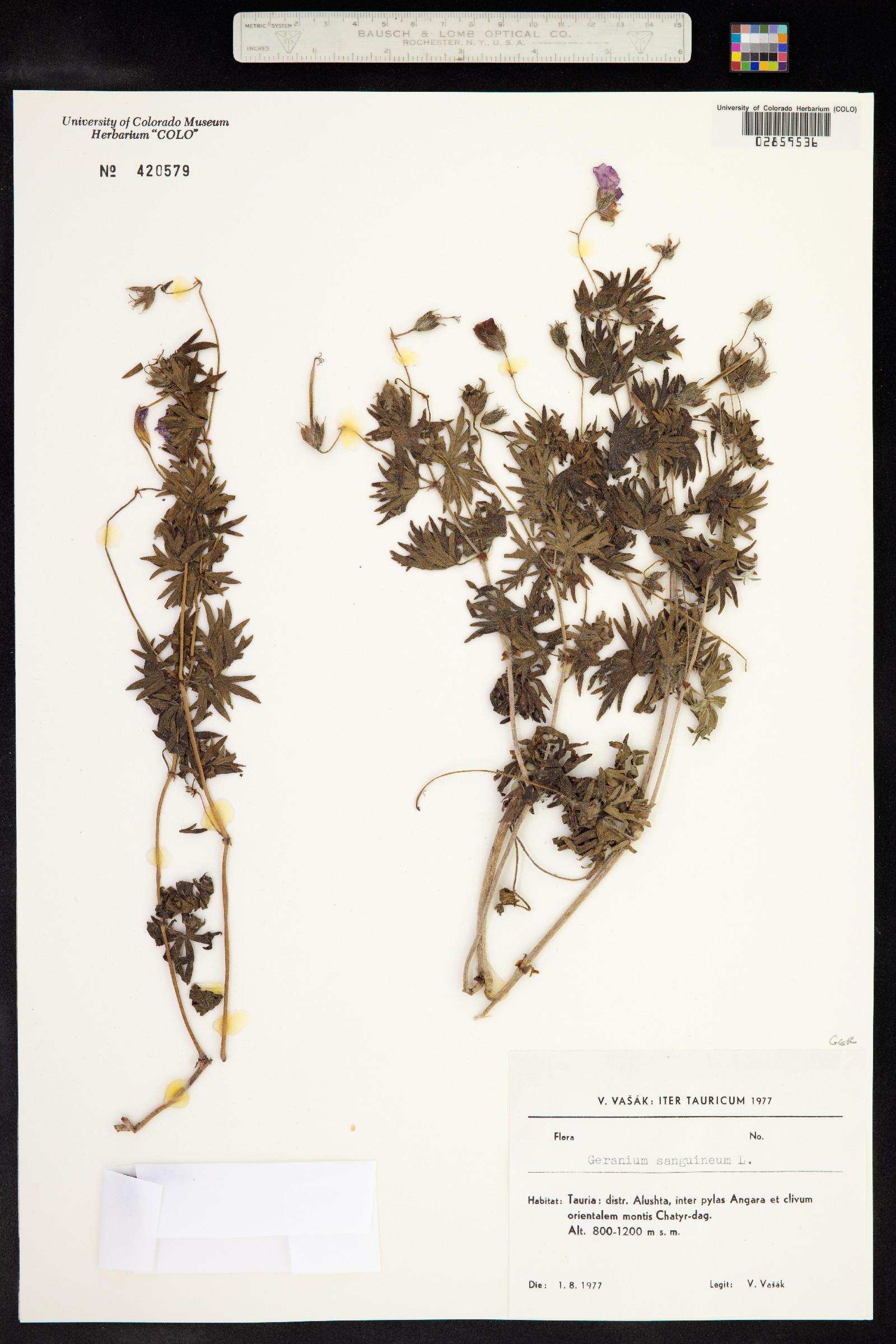 Geranium sanguineum image