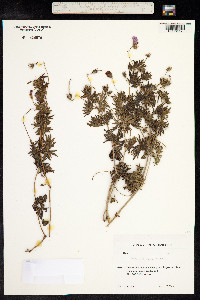 Geranium sanguineum image
