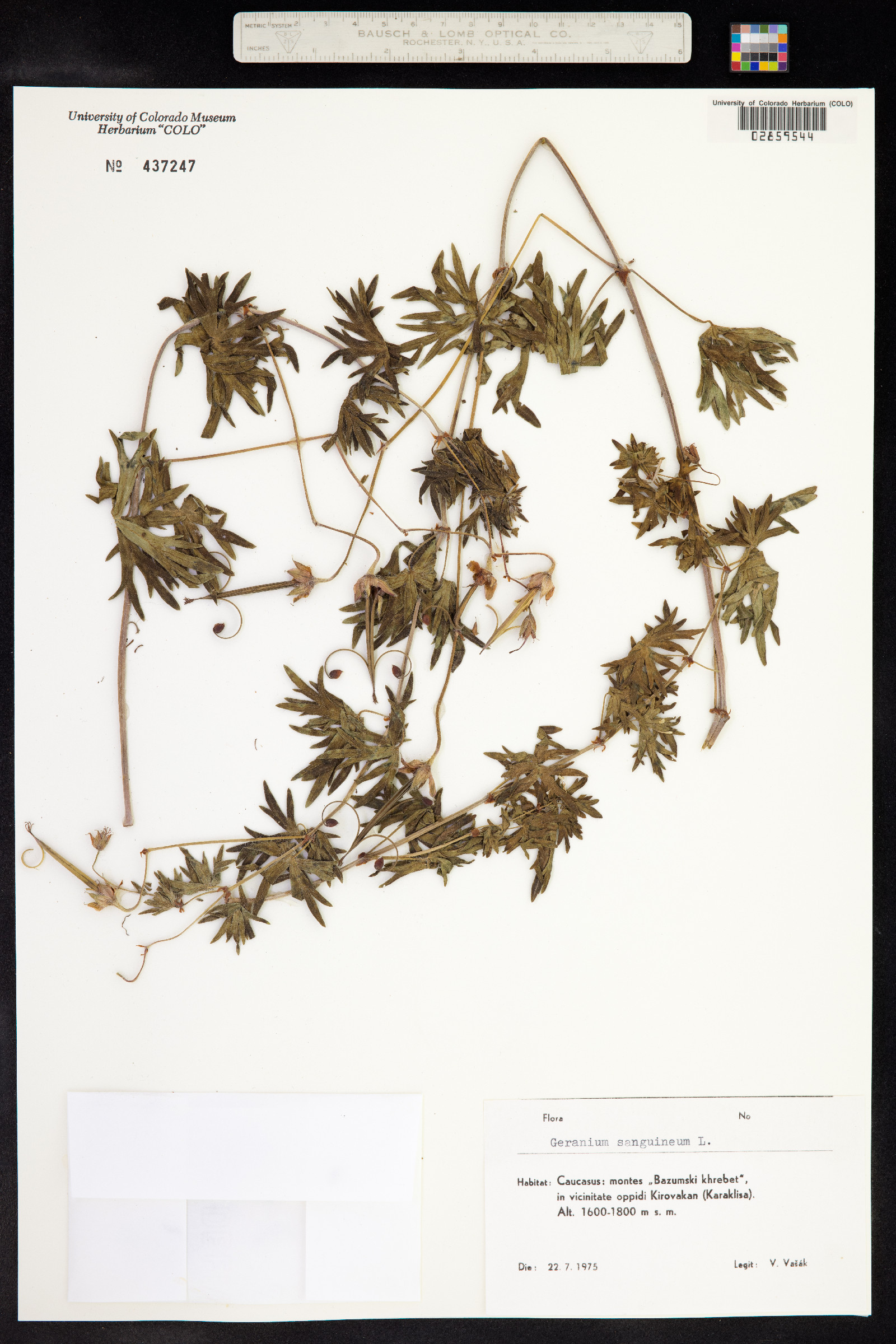Geranium sanguineum image