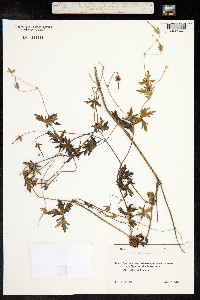 Geranium sanguineum image