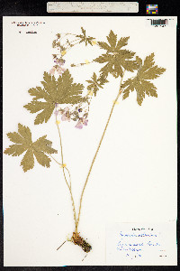 Geranium sylvaticum image