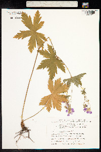 Geranium sylvaticum image