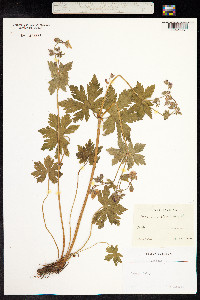 Geranium sylvaticum image