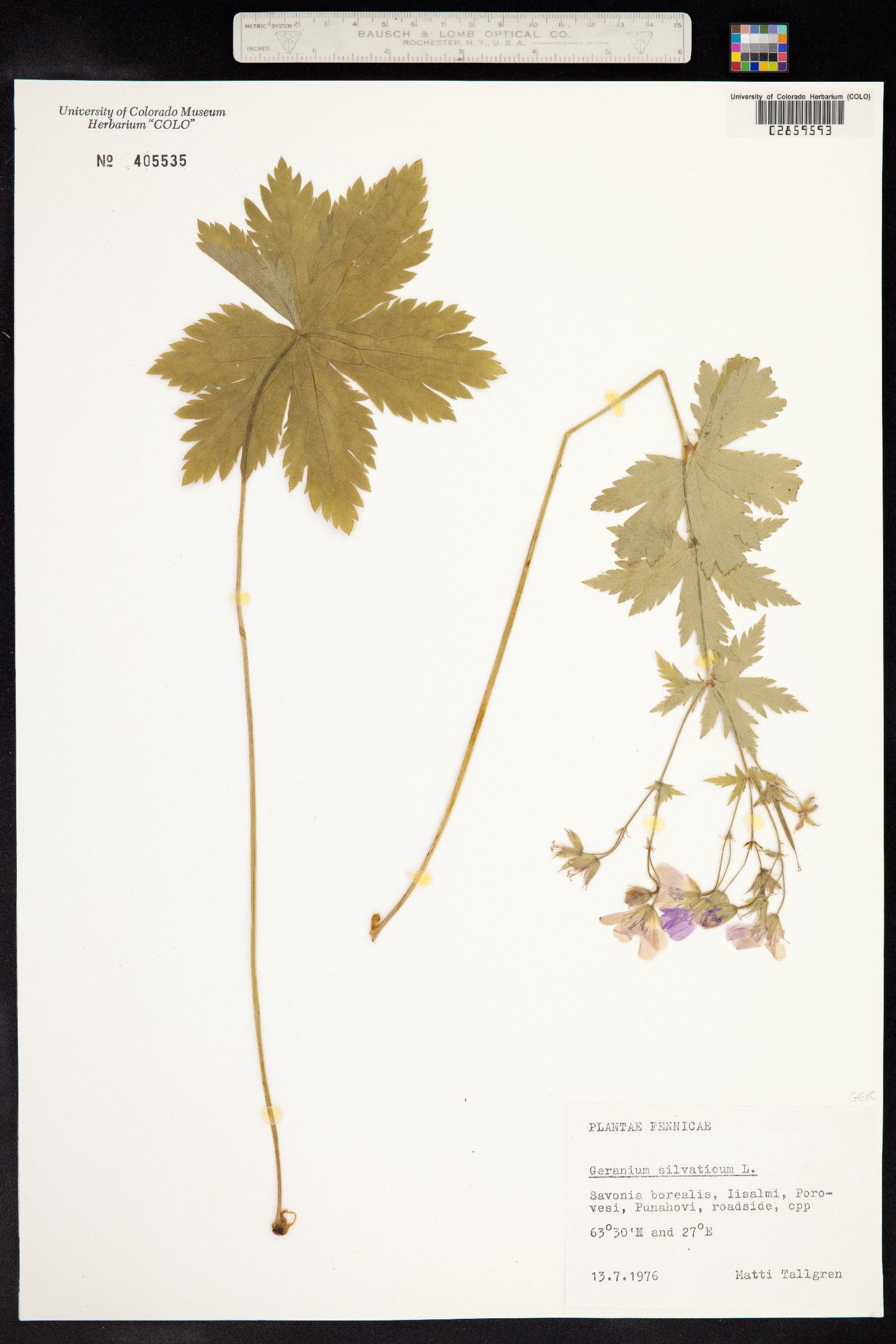 Geranium sylvaticum image