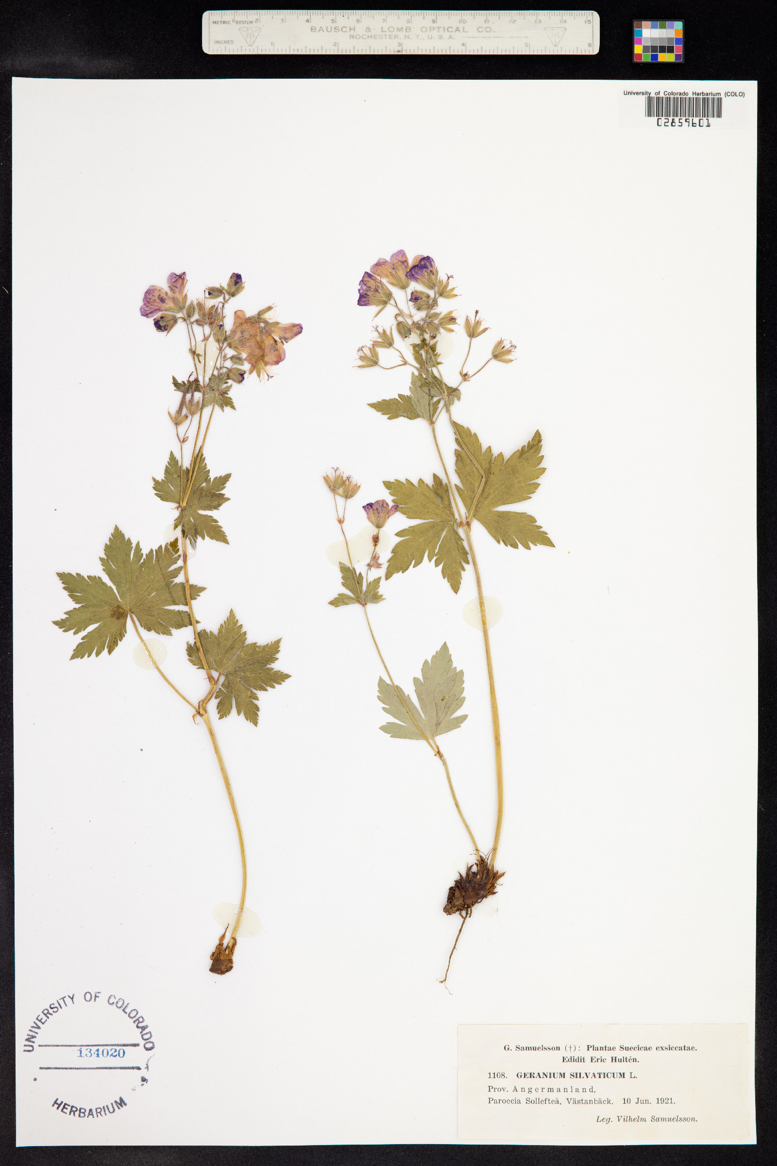 Geranium sylvaticum image