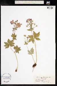 Geranium sylvaticum image