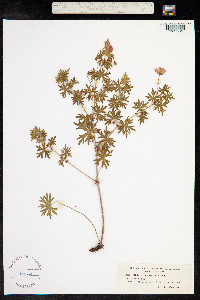 Geranium sanguineum image