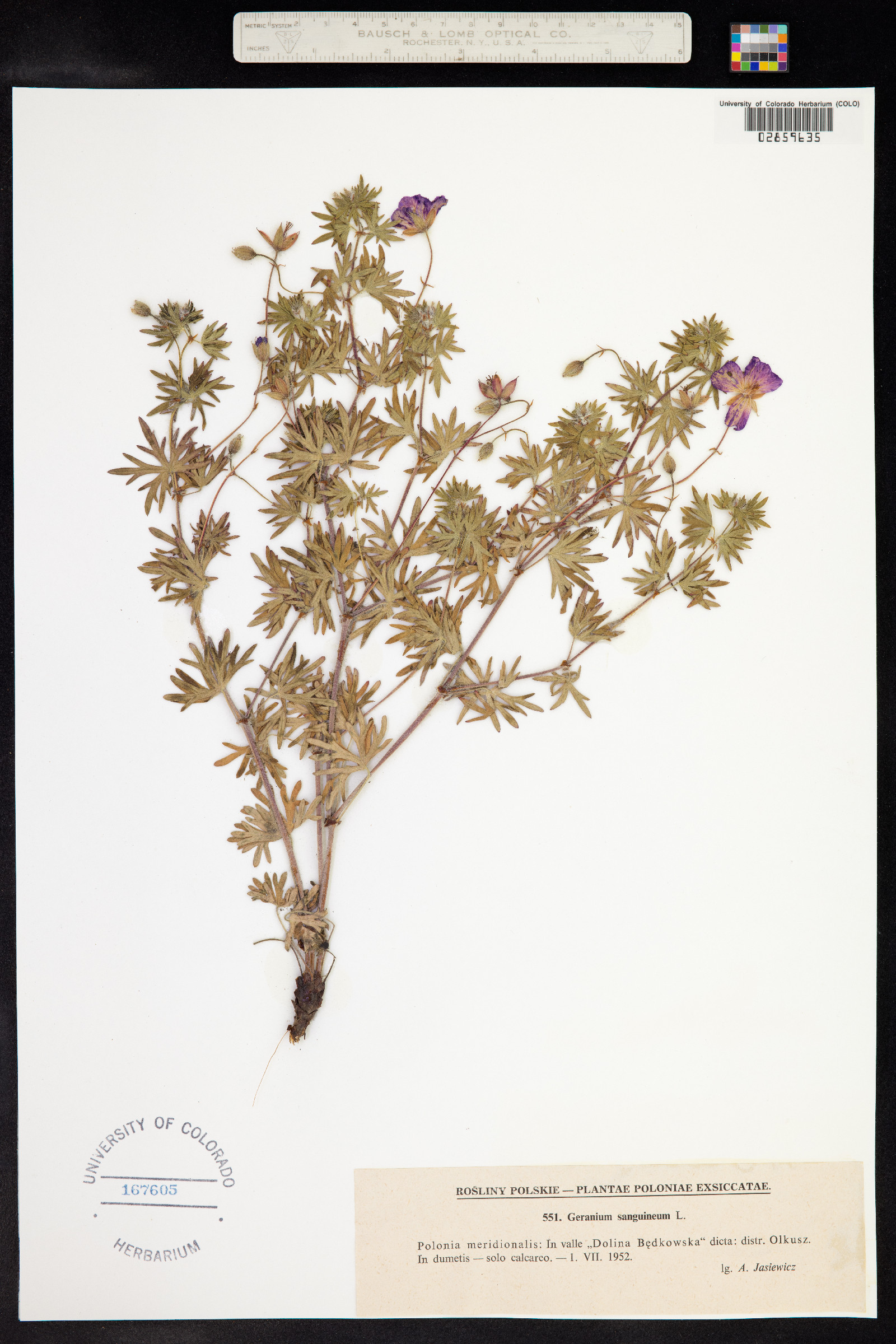 Geranium sanguineum image
