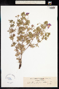 Geranium sanguineum image