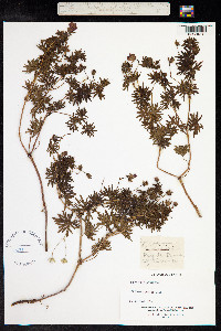 Geranium sanguineum image