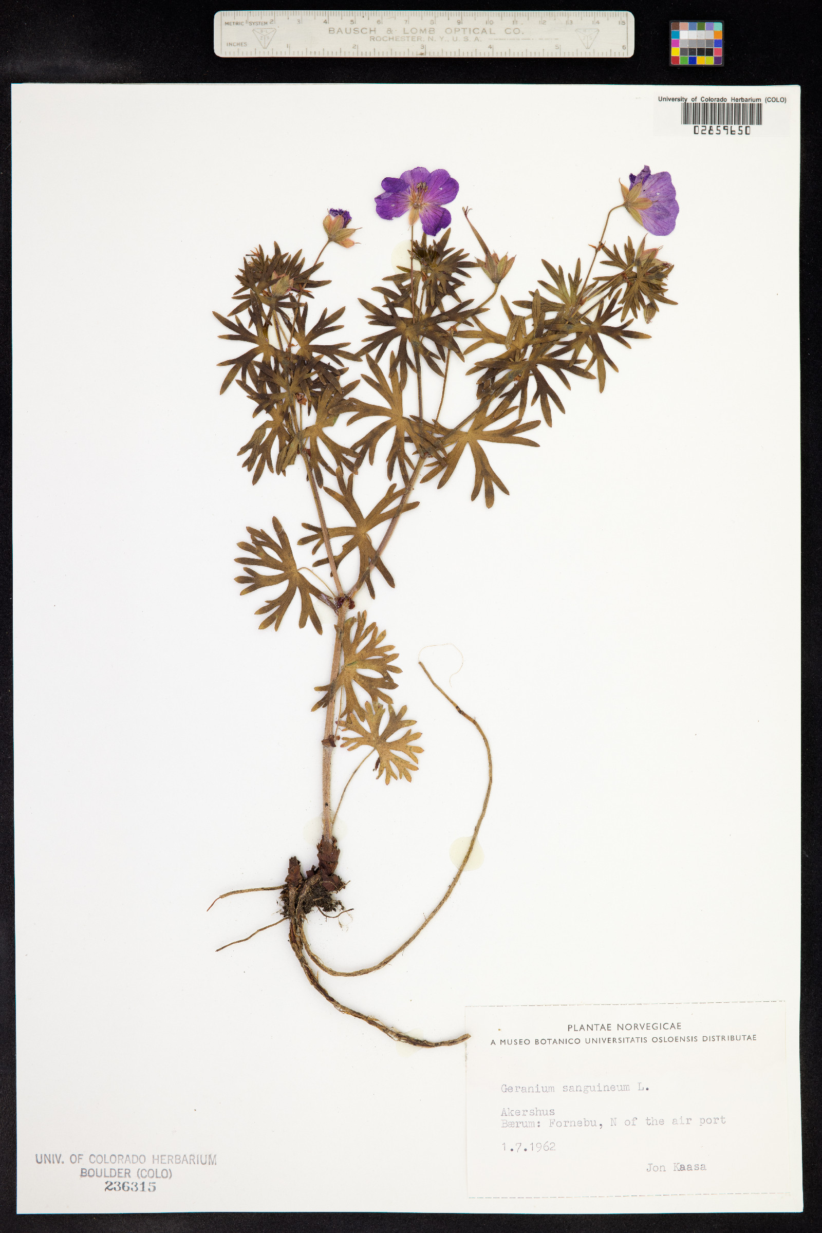 Geranium sanguineum image